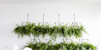 Plantas na decoração