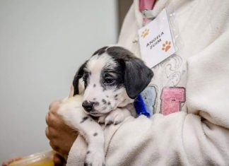 Quer adotar um pet? A gente te dá a dica!