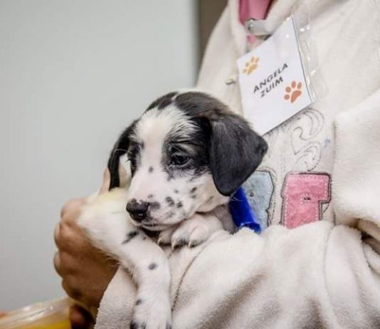 Quer adotar um pet? A gente te dá a dica!