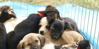 Feira de Adoção Pet agita fim de semana no CasaPark