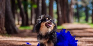 CasaPark realiza carnaval para pets com animação da banda Papel Machê