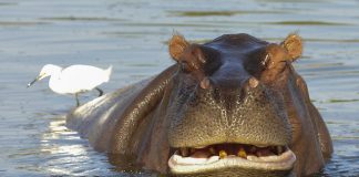 Zoológico retoma atividades educativas