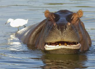 Zoológico retoma atividades educativas