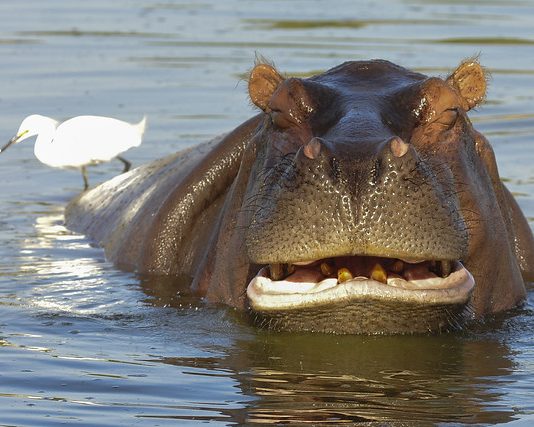 Zoológico retoma atividades educativas