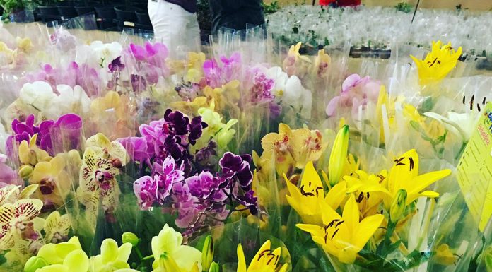 Festival das Flores de Holambra chega a Brasília