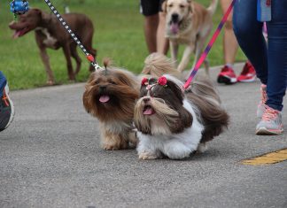 Águas Claras recebe a 2ª PetExpo Brasília