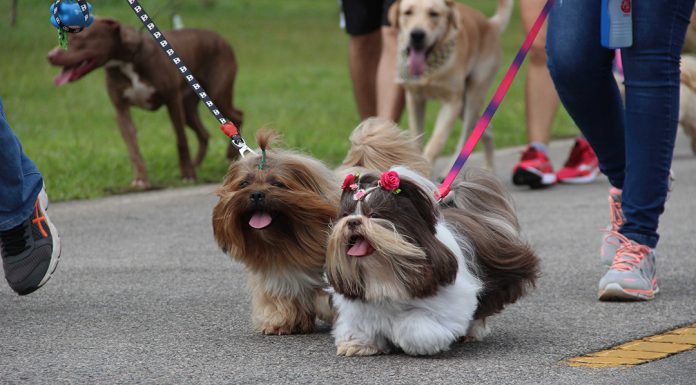 Águas Claras recebe a 2ª PetExpo Brasília