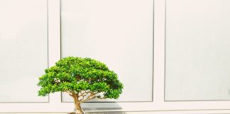 Últimos dias para conferir feira de produtos japoneses