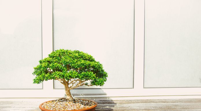 Últimos dias para conferir feira de produtos japoneses