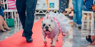 Evento Pet movimenta o domingo da CASACOR Brasília