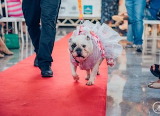 Evento Pet movimenta o domingo da CASACOR Brasília