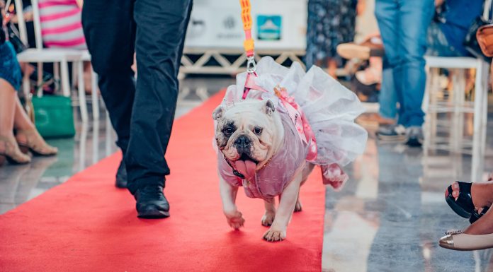Evento Pet movimenta o domingo da CASACOR Brasília