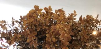 Arranjos de plantas e flores artificiais para decorar com praticidade