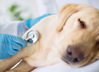 Outubro Rosa dos animais