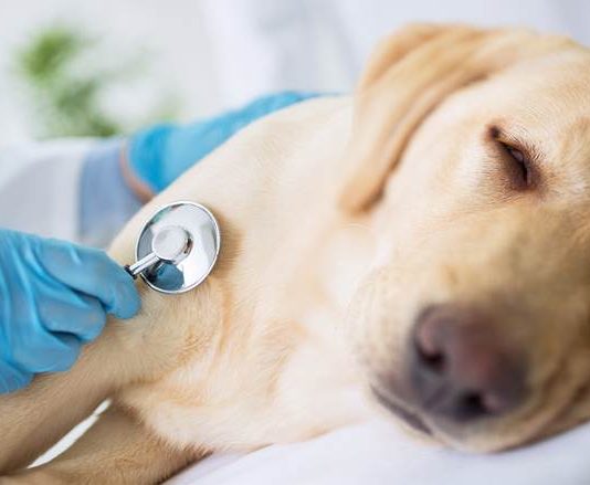 Outubro Rosa dos animais