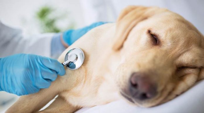 Outubro Rosa dos animais