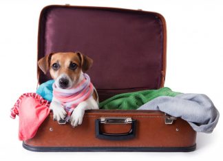 Cuidados para viagem com o seu Pet