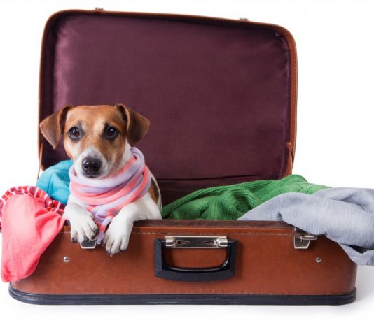 Cuidados para viagem com o seu Pet