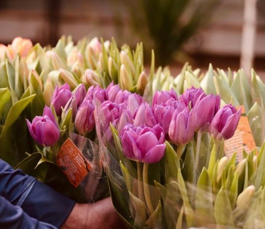 Embaixada do Reino dos Países Baixos leva reconhecimento e cuidado para hospital no DF