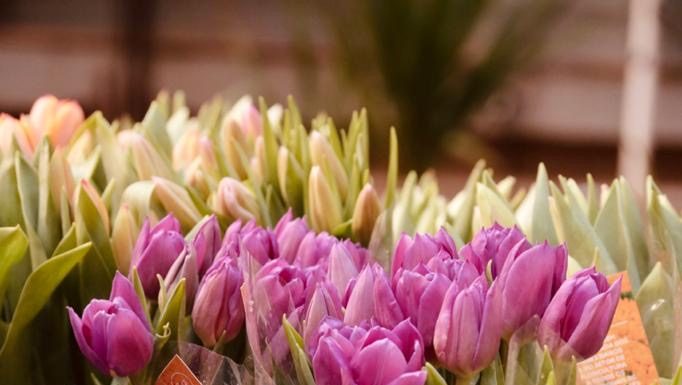 Embaixada do Reino dos Países Baixos leva reconhecimento e cuidado para hospital no DF