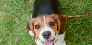 Brasília recebe feira de adoção animal