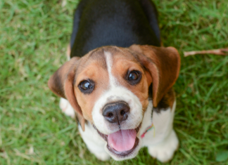 Brasília recebe feira de adoção animal