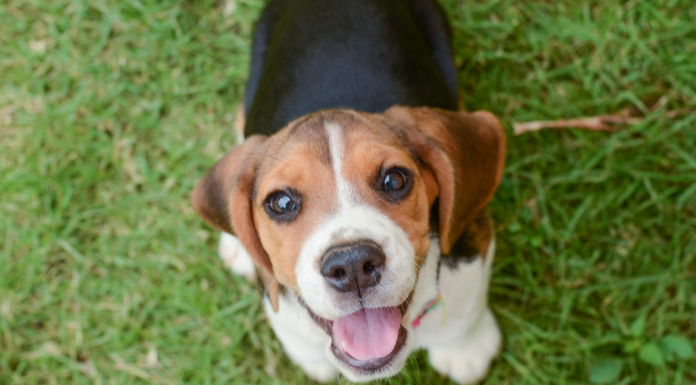 Brasília recebe feira de adoção animal