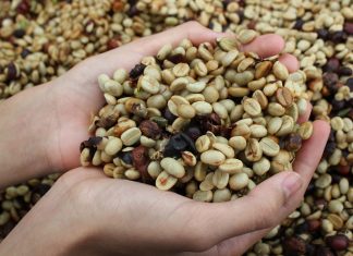 Capital recebe o evento Coffe Brasília