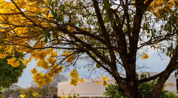 Primavera no MAB: Memórias, democracia e diversidade encerram o mês de setembro