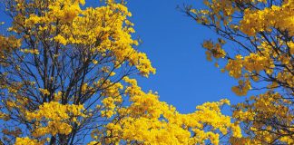 Exposição Brasília: Uma Cidade em Quadros é exibida no Boulevard Shopping