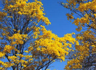 Exposição Brasília: Uma Cidade em Quadros é exibida no Boulevard Shopping