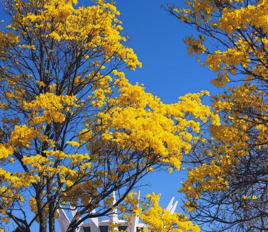 Exposição Brasília: Uma Cidade em Quadros é exibida no Boulevard Shopping