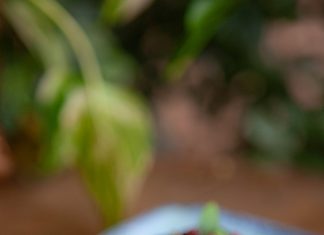 Benita Paninoteca estreia na 30ª Brasília Restaurant Week