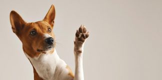 Cegueira em pets: campanha no DF conscientiza sobre o tema