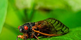 Canto das cigarras: entenda a relação do som emitido pelo inseto e o início do período chuvoso