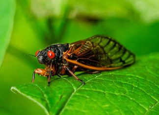 Canto das cigarras: entenda a relação do som emitido pelo inseto e o início do período chuvoso