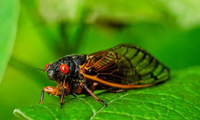 Canto das cigarras: entenda a relação do som emitido pelo inseto e o início do período chuvoso
