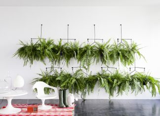 Plantas na decoração