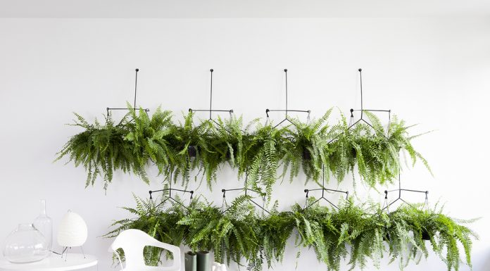 Plantas na decoração