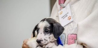 Quer adotar um pet? A gente te dá a dica!