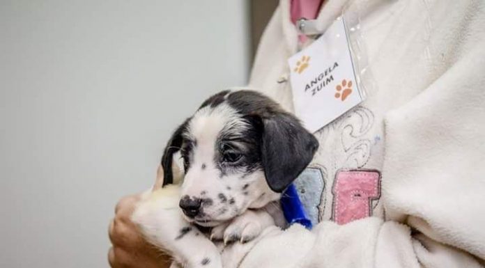 Quer adotar um pet? A gente te dá a dica!