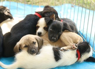 Feira de Adoção Pet agita fim de semana no CasaPark