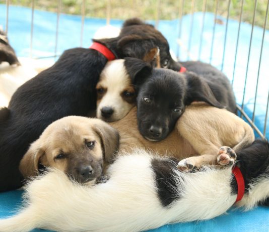 Feira de Adoção Pet agita fim de semana no CasaPark