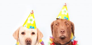 CarnaDog agita Park Way neste fim de semana