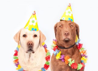 CarnaDog agita Park Way neste fim de semana