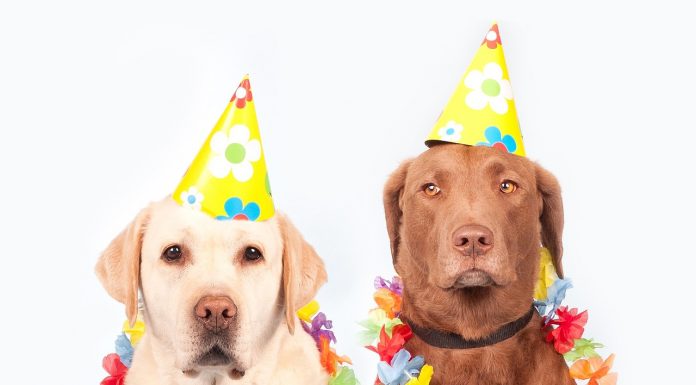 CarnaDog agita Park Way neste fim de semana