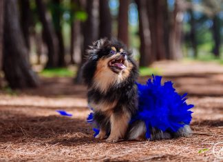 CasaPark realiza carnaval para pets com animação da banda Papel Machê