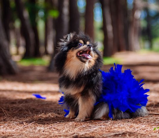 CasaPark realiza carnaval para pets com animação da banda Papel Machê