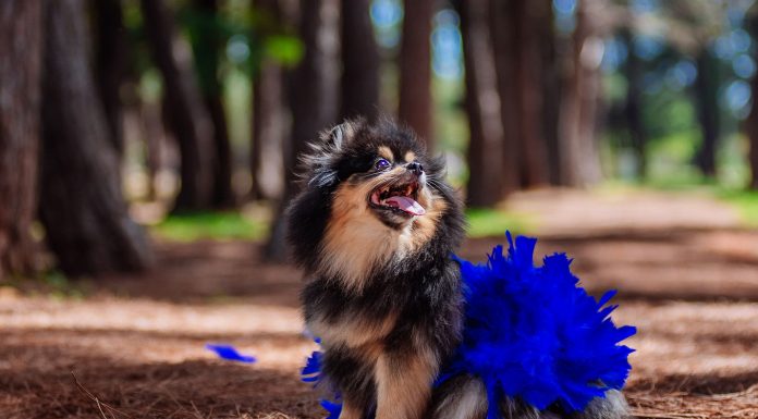 CasaPark realiza carnaval para pets com animação da banda Papel Machê