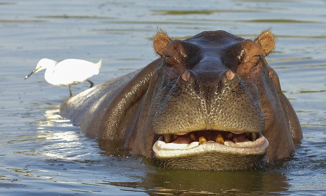 Zoológico retoma atividades educativas